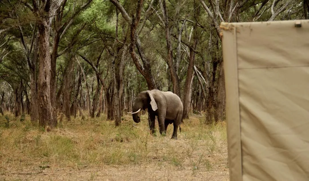 Kutali Camp en Lower Zambezi