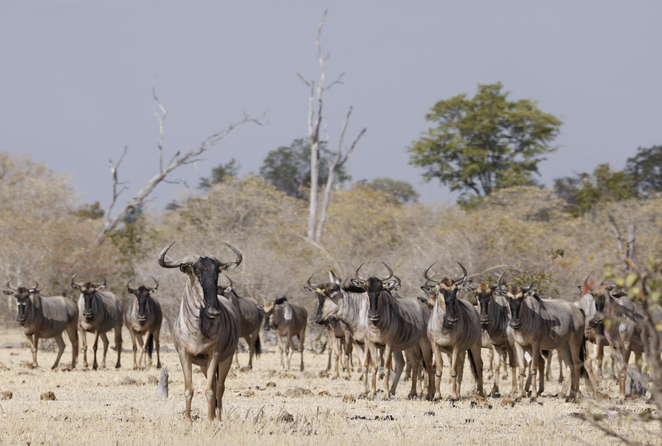 Kutandala Camp en North Luangwa