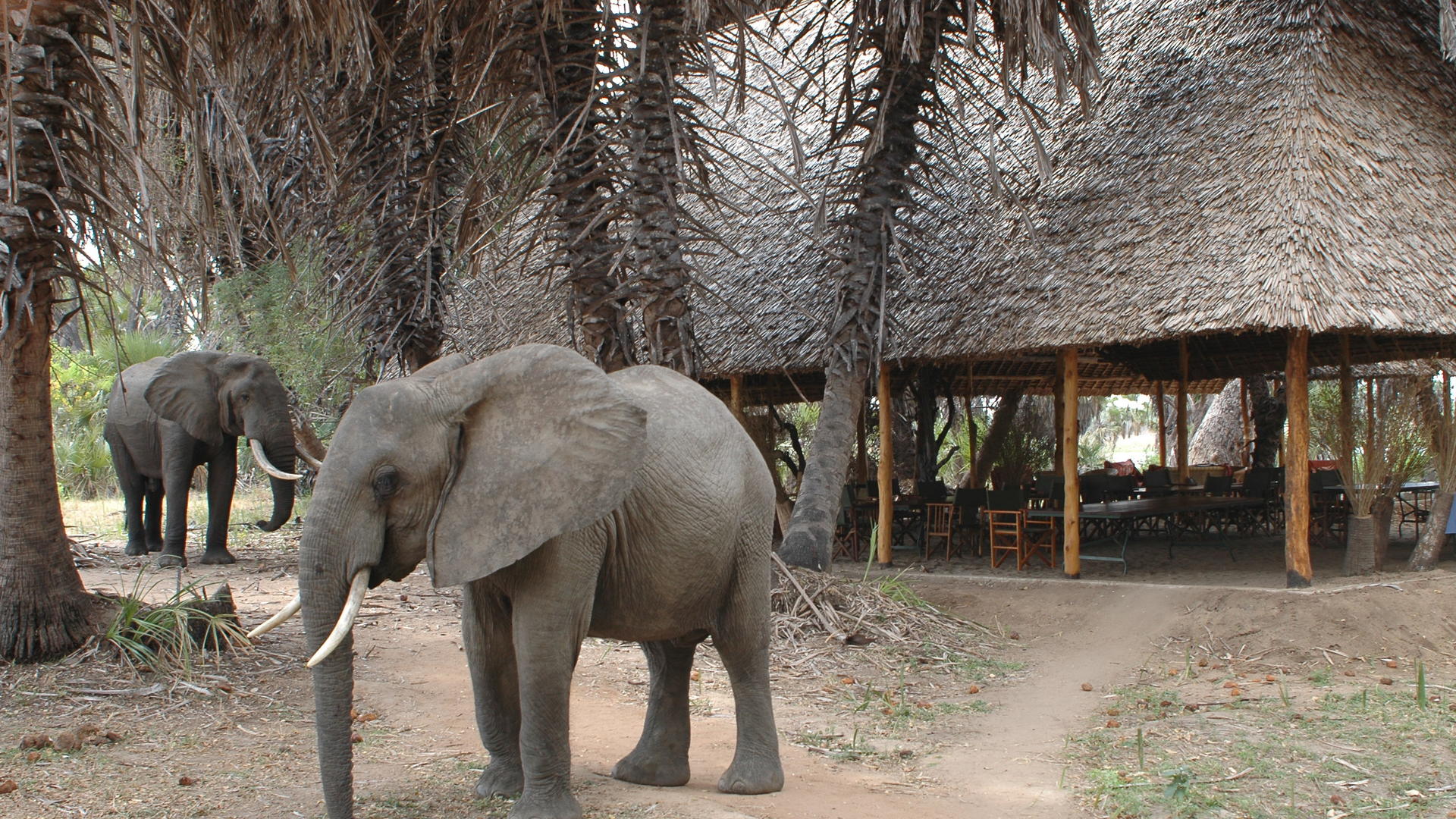 Lake Manze Camp en Selous Reserve