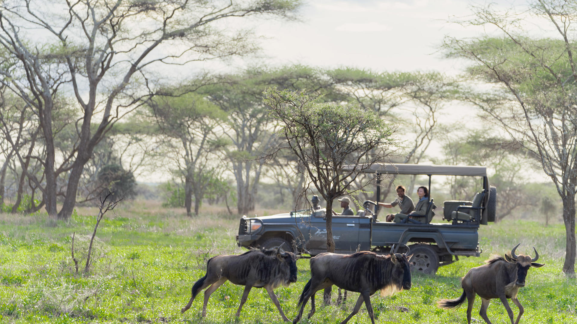 1778254376797 nyasi tented camp game drives