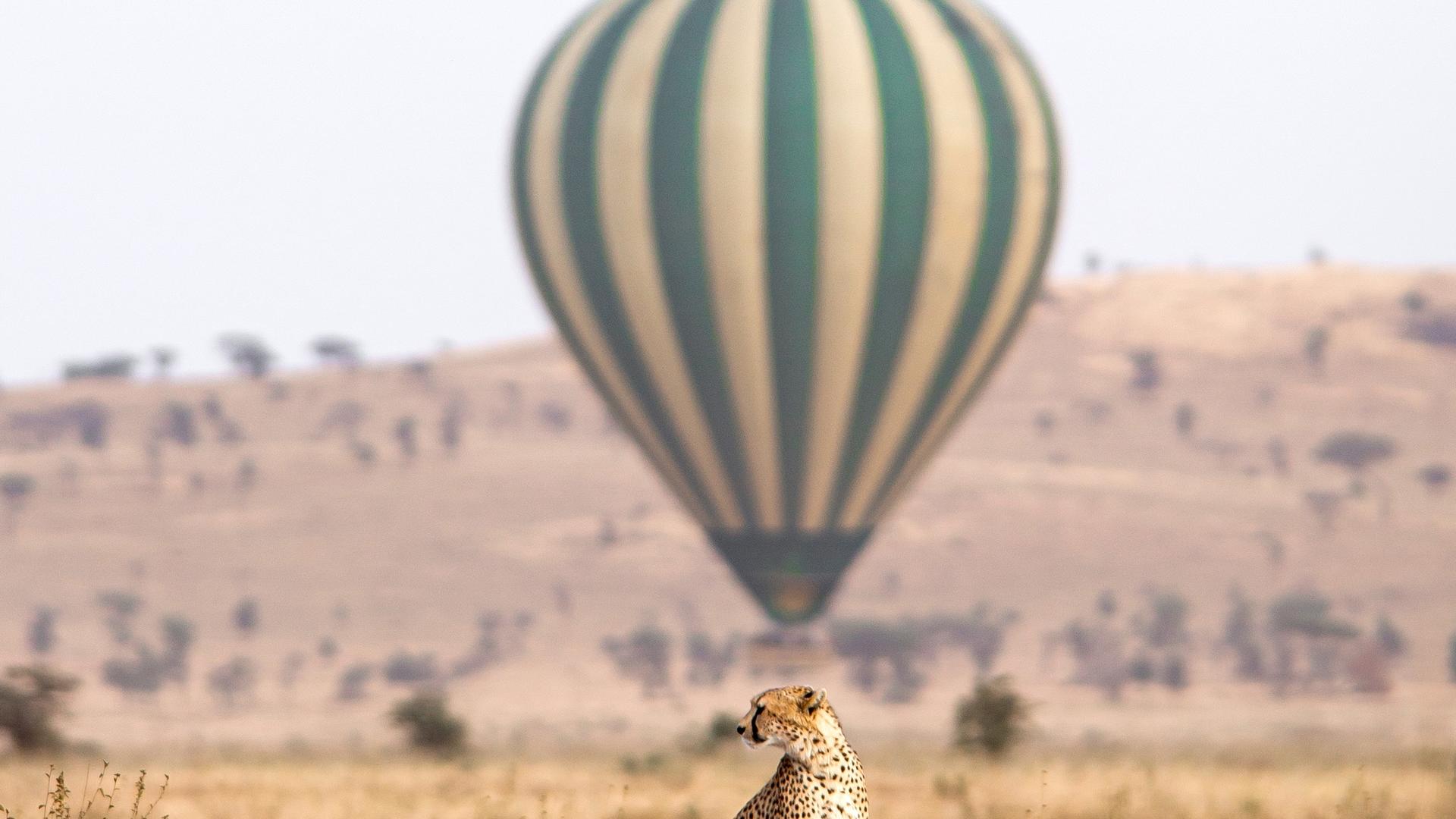 1740938340064 balloon and cheetah3