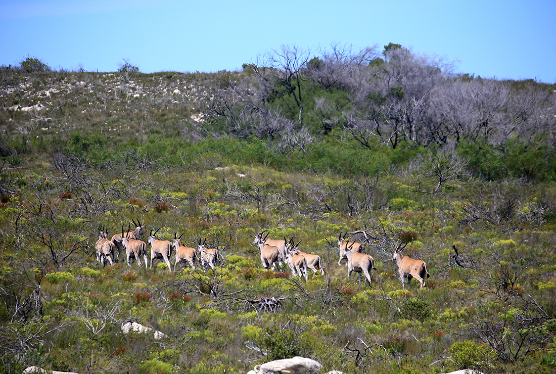 Mulitpurpose 1100x740 0006 12 lekkerwater beach lodge eland