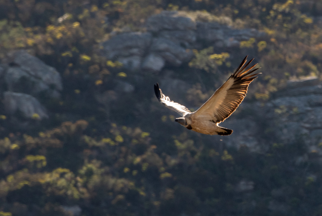 Mulitpurpose 1100x740 0008 15 lekkerwater beach lodge vulture
