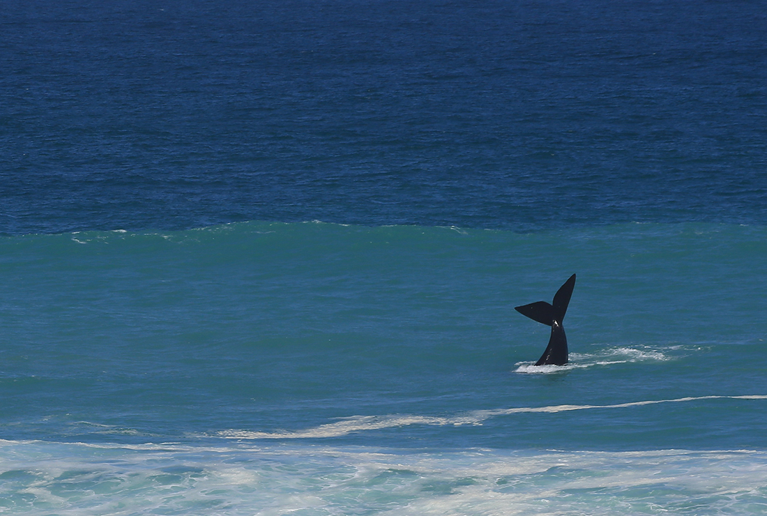 Mulitpurpose 1100x740 0010 sa lekkerwater colin bell l4 whale1