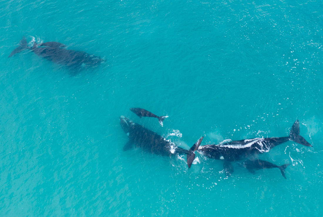 Mulitpurpose 1100x740 0012 08 lekkerwater beach lodge whales