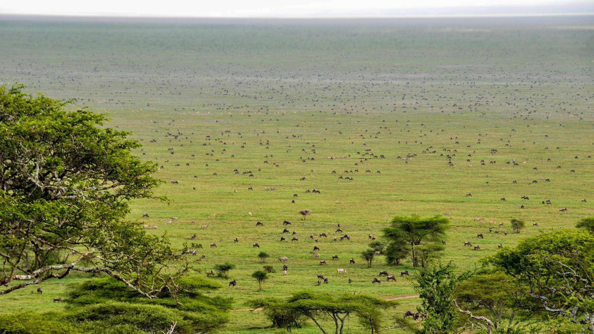 1756915814414ndutu migration 1