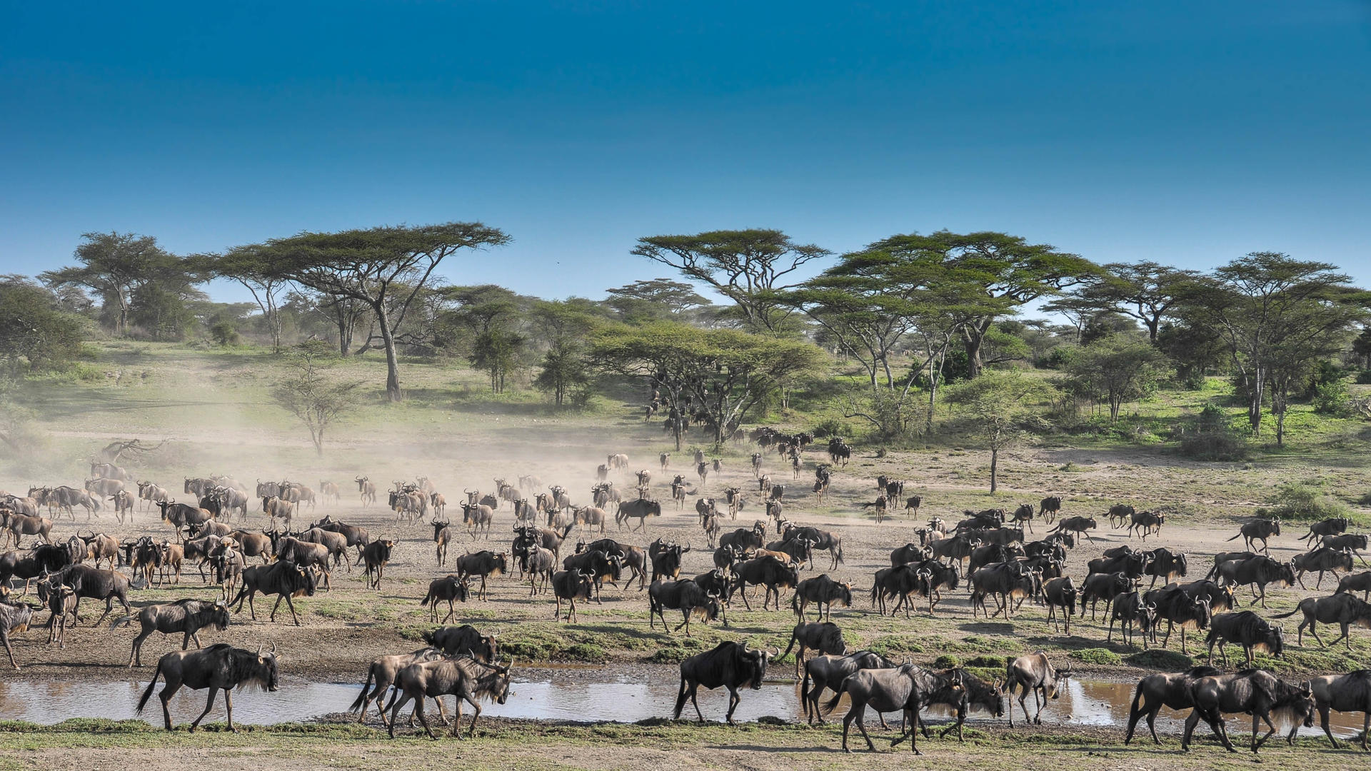 1756915814415ndutu migration 2