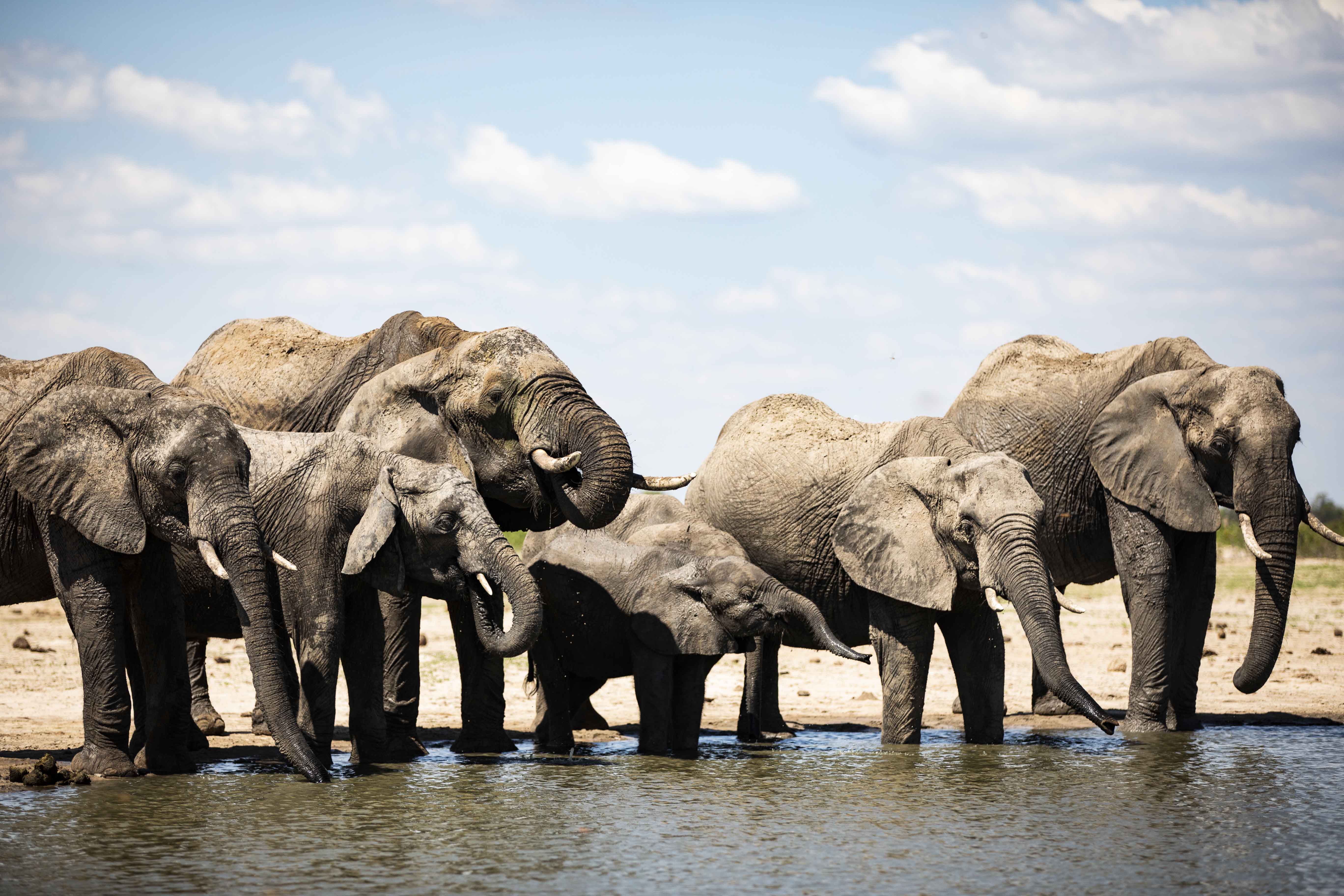 Little Makalolo Camp en Hwange