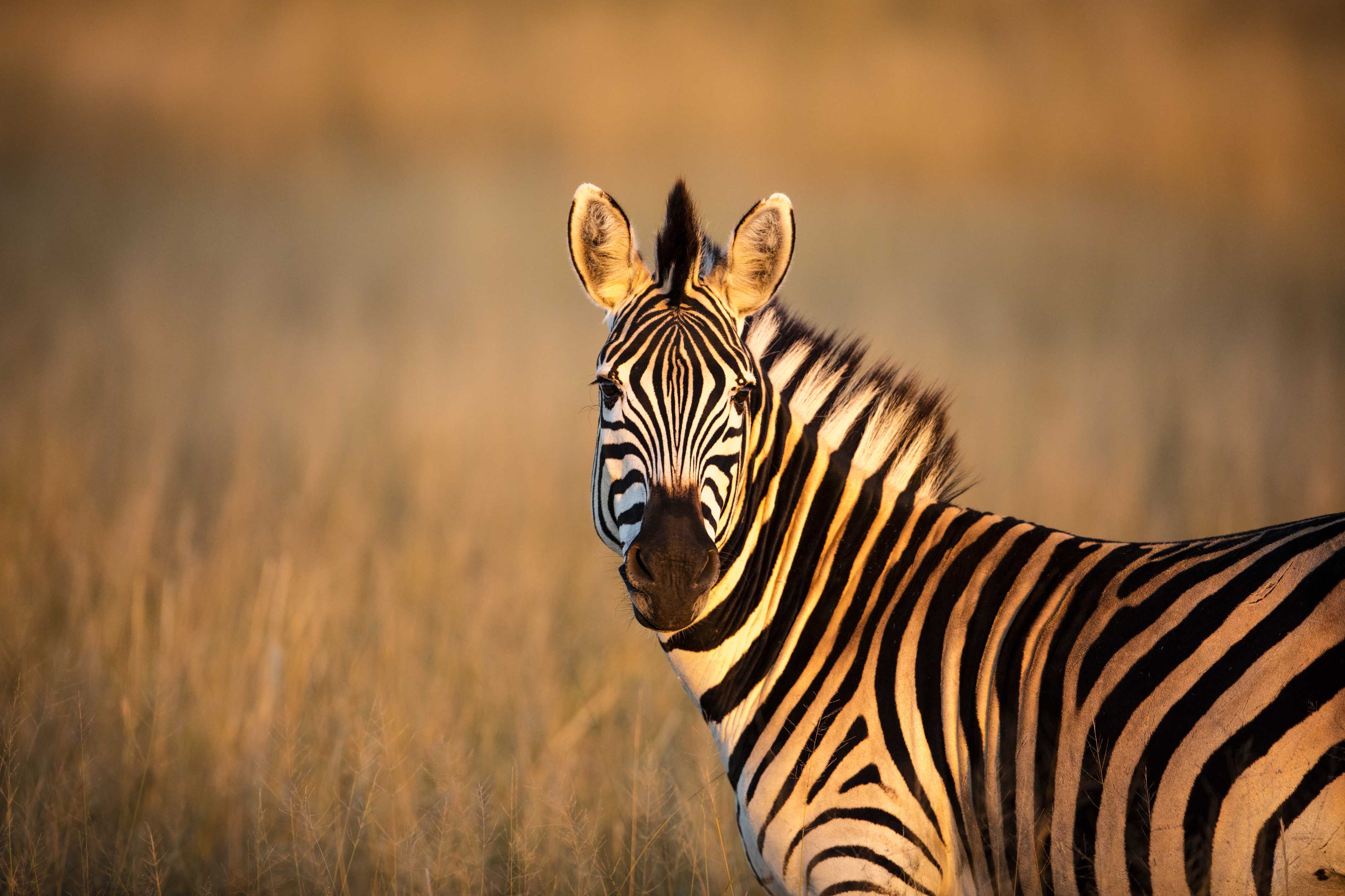 Little Makalolo Camp en Hwange