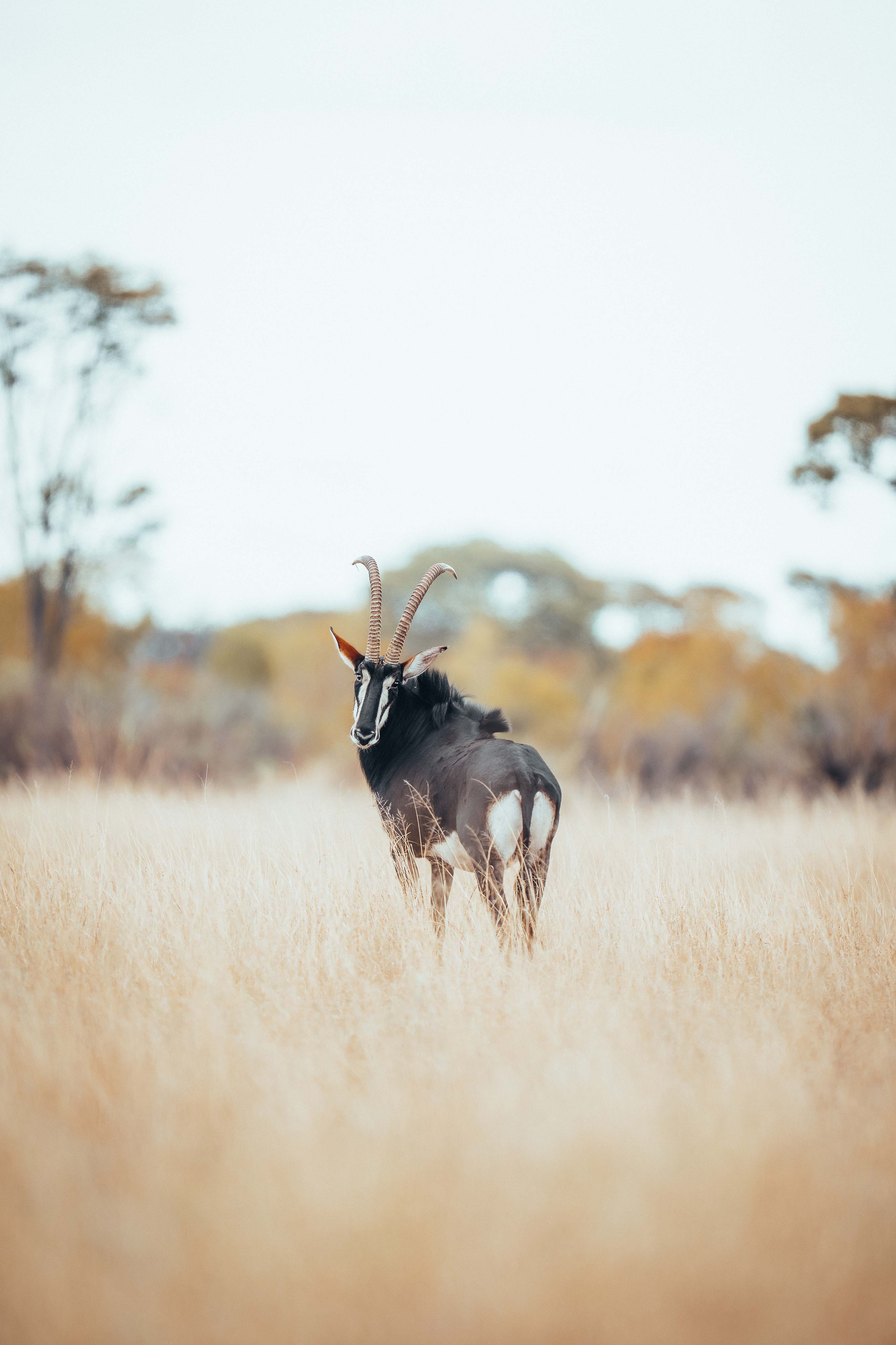 Little Makalolo Camp en Hwange