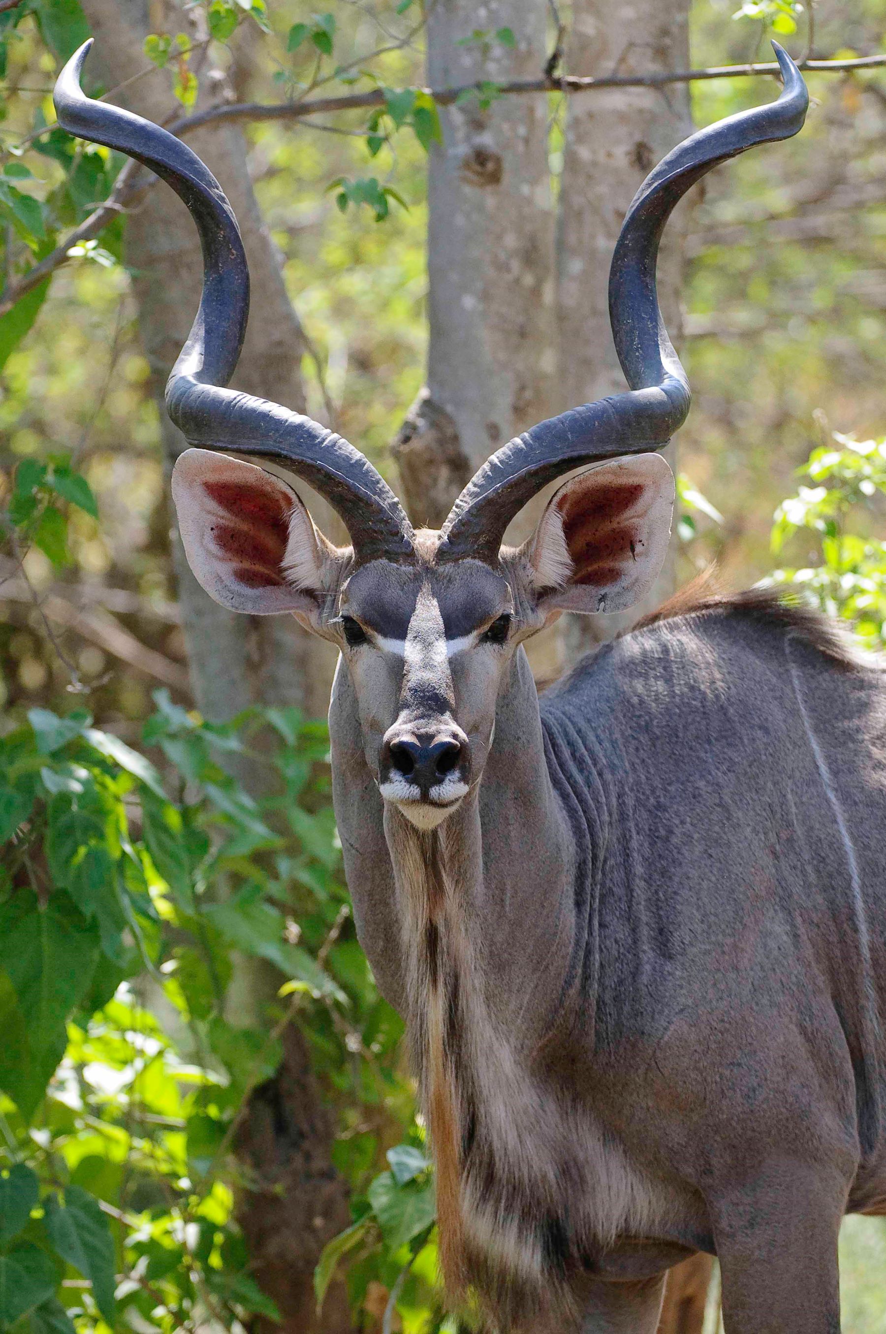 Little Ruckomechi Camp en Mana Pools