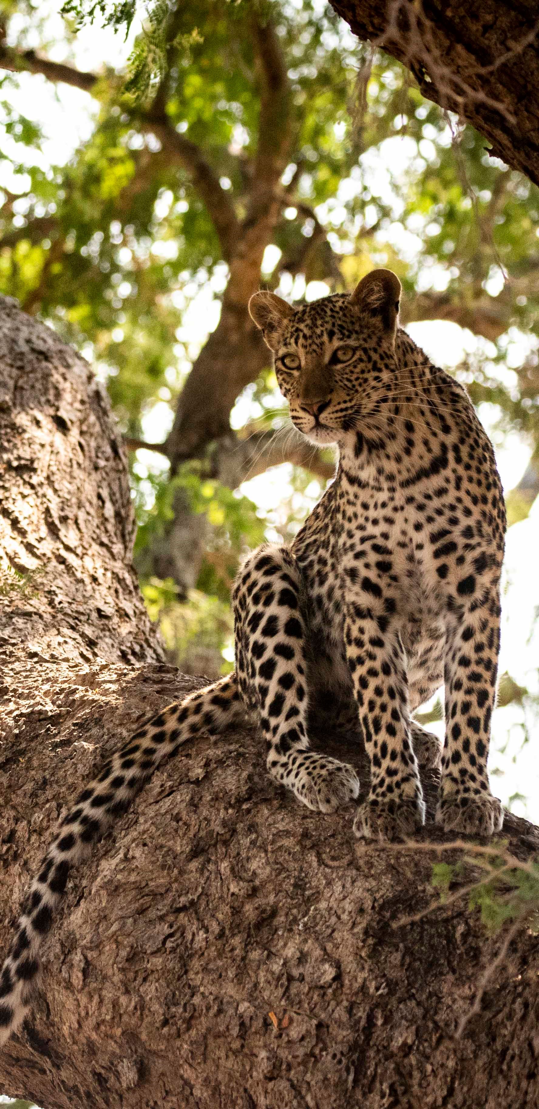 Little Ruckomechi Camp en Mana Pools