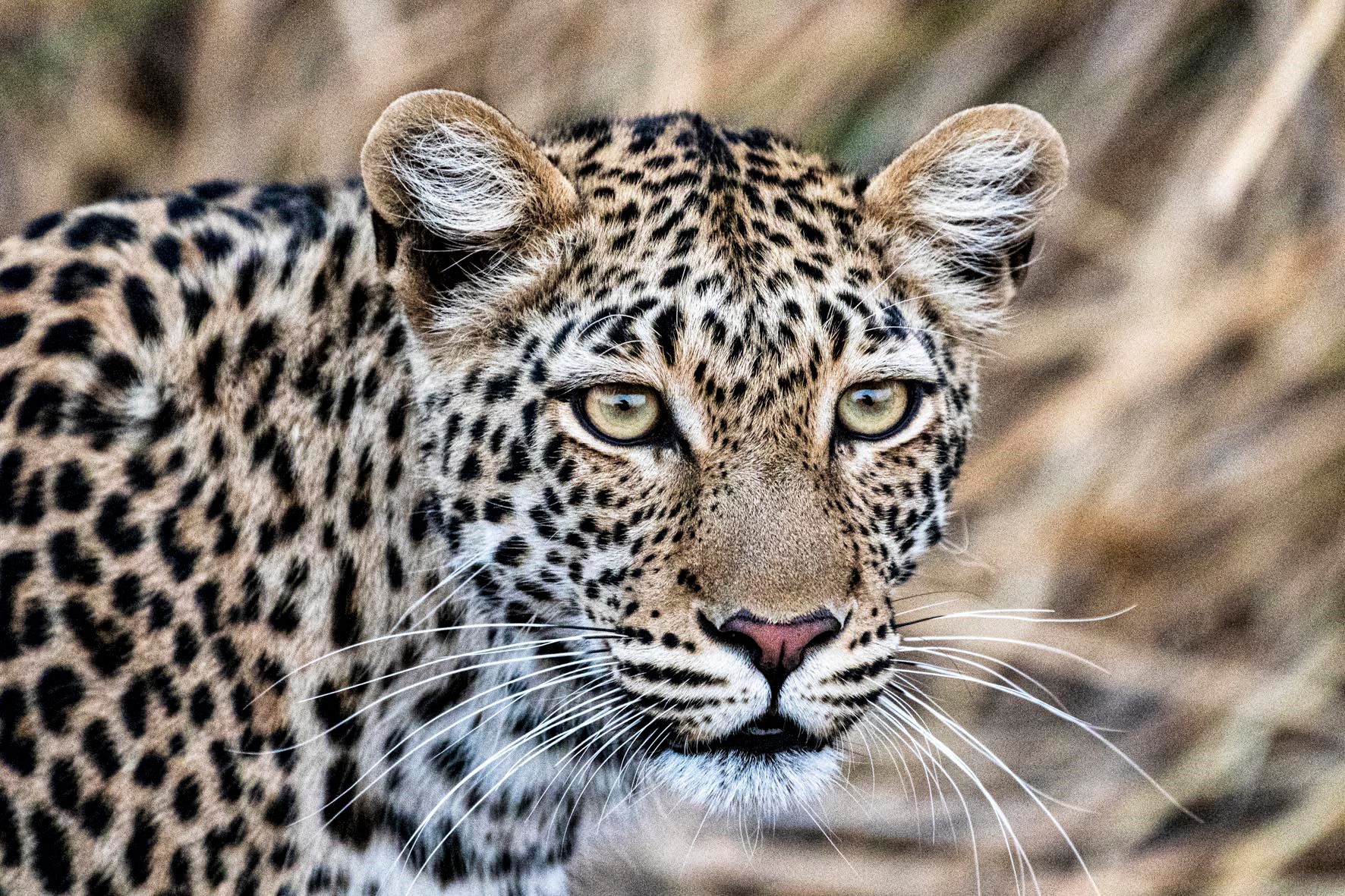 Little Ruckomechi Camp en Mana Pools