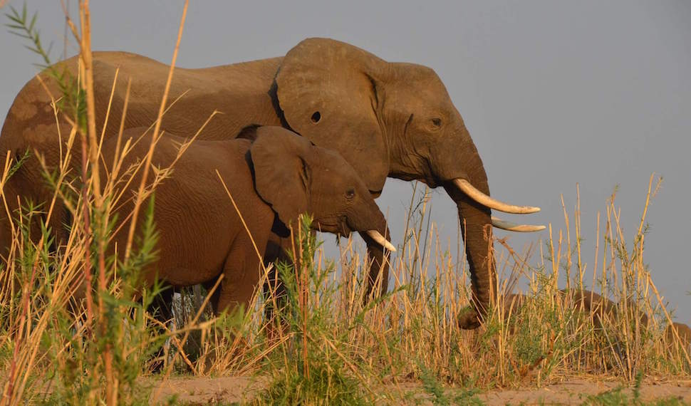 River elephants