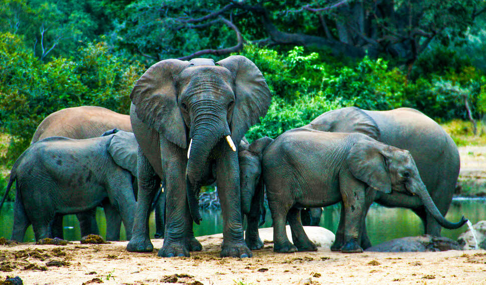 Lower zambezi lodge may 8