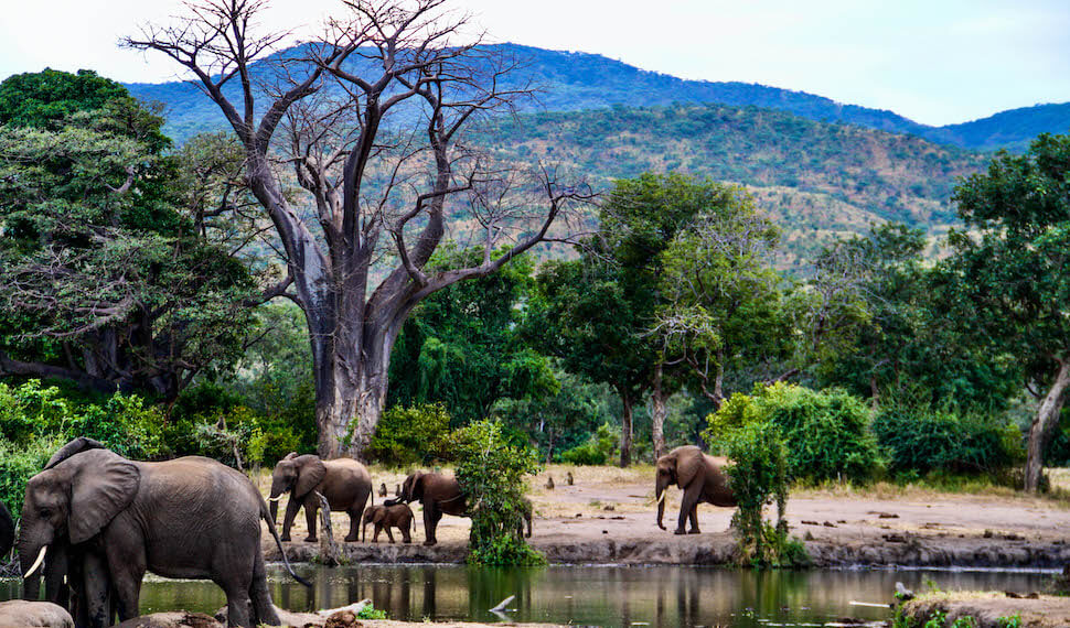 Lower zambezi lodge may 7