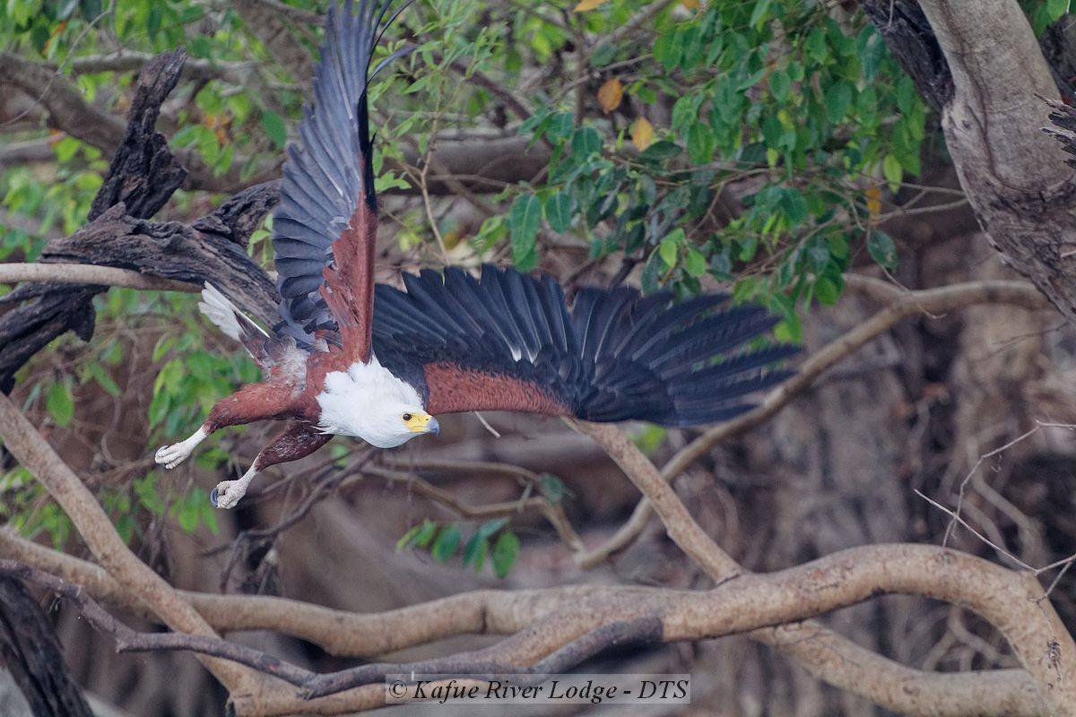 Lunga Kikuji Camp en Kafue