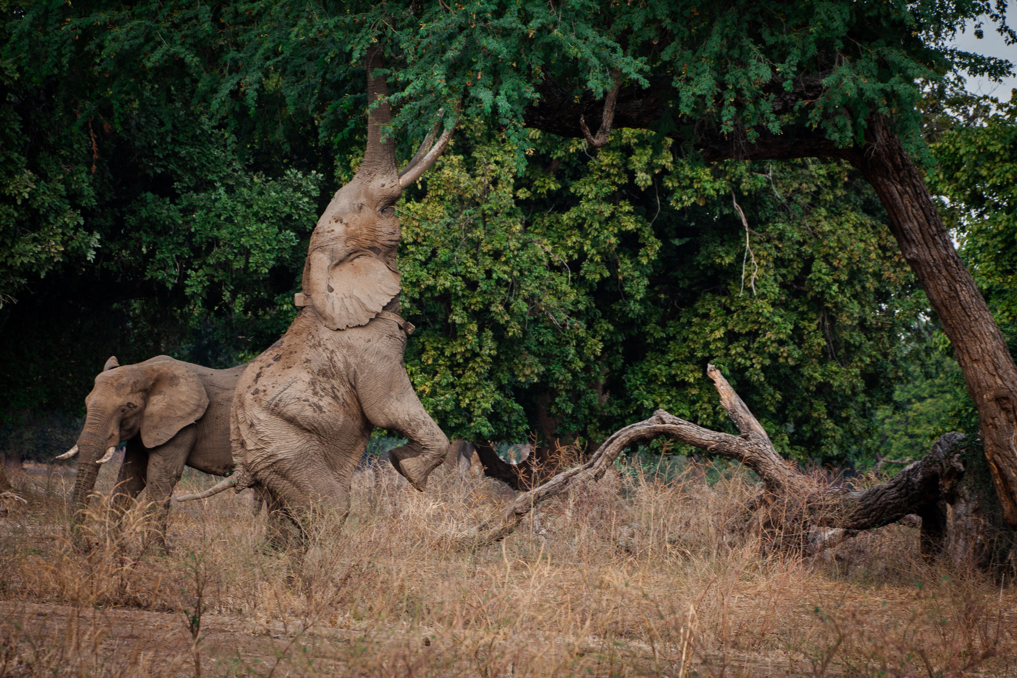 Mana River Camp en Mana Pools