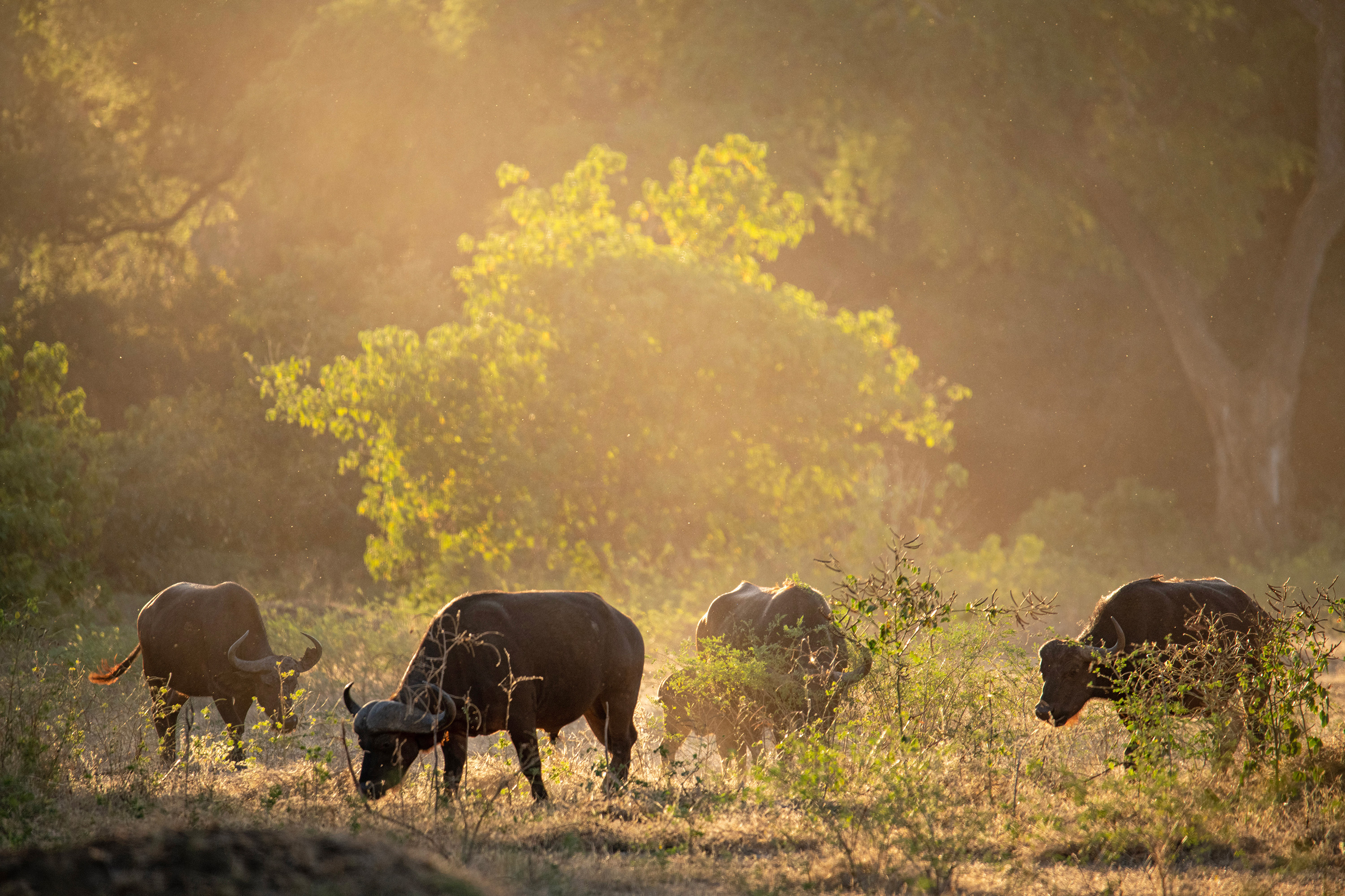 Mana River Camp en Mana Pools