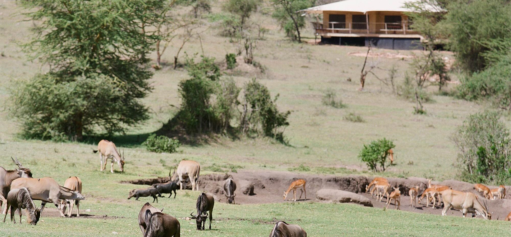 Mara Bushtops en Masai Mara