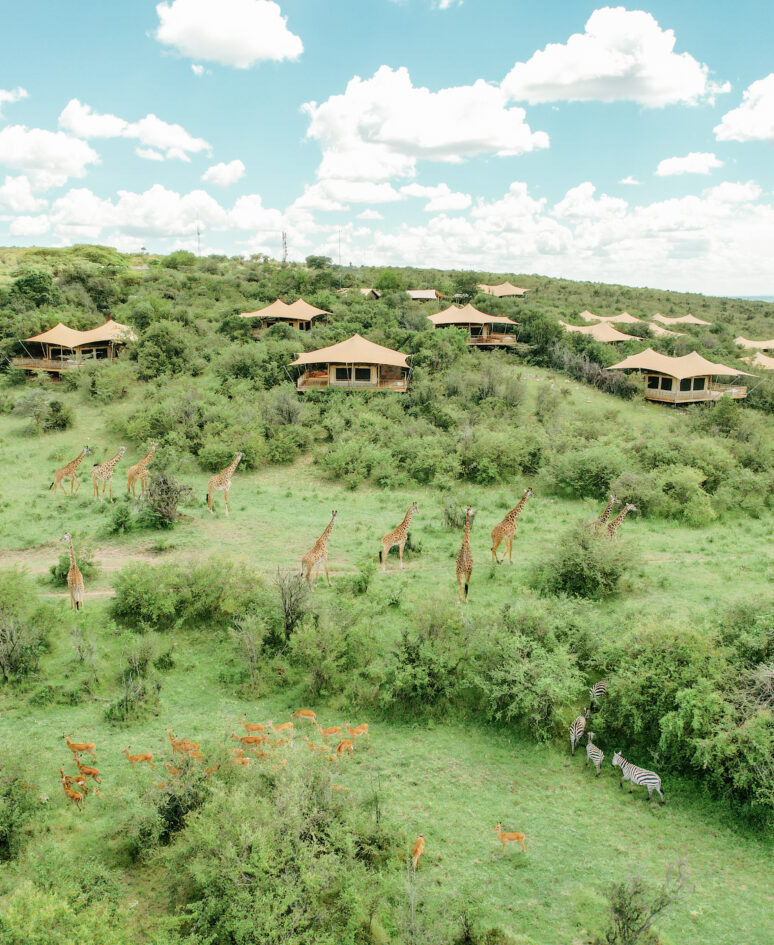 Salt lick mara bushtops © oliver fly photography 6