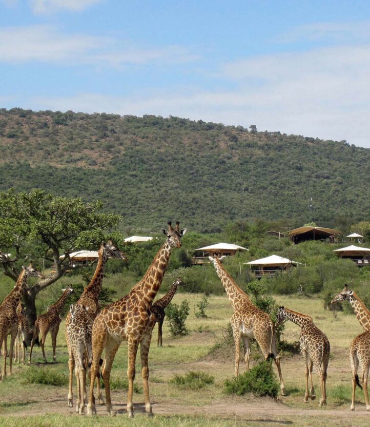 Giraffes in front of the camp 4