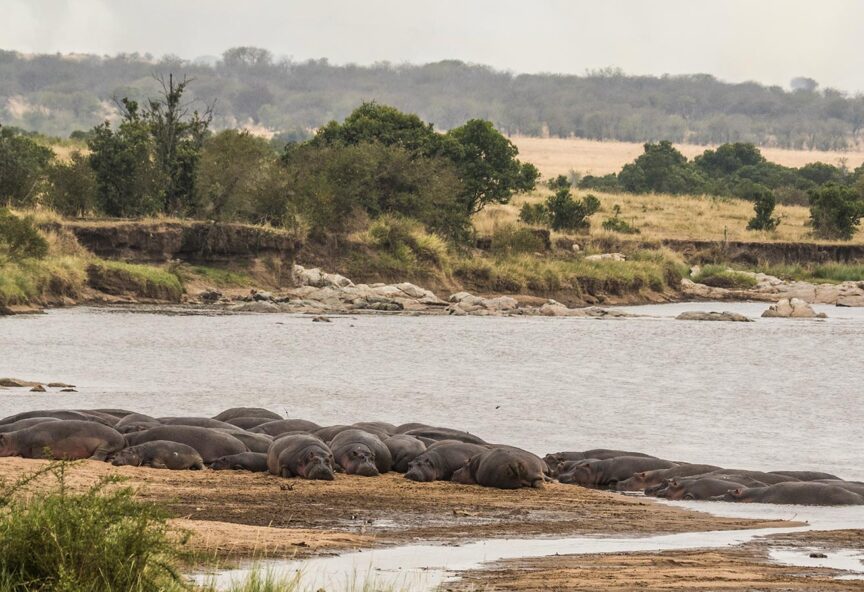 Mara river hippos