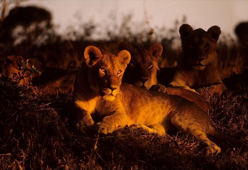 The wildlife of kenya 64 1