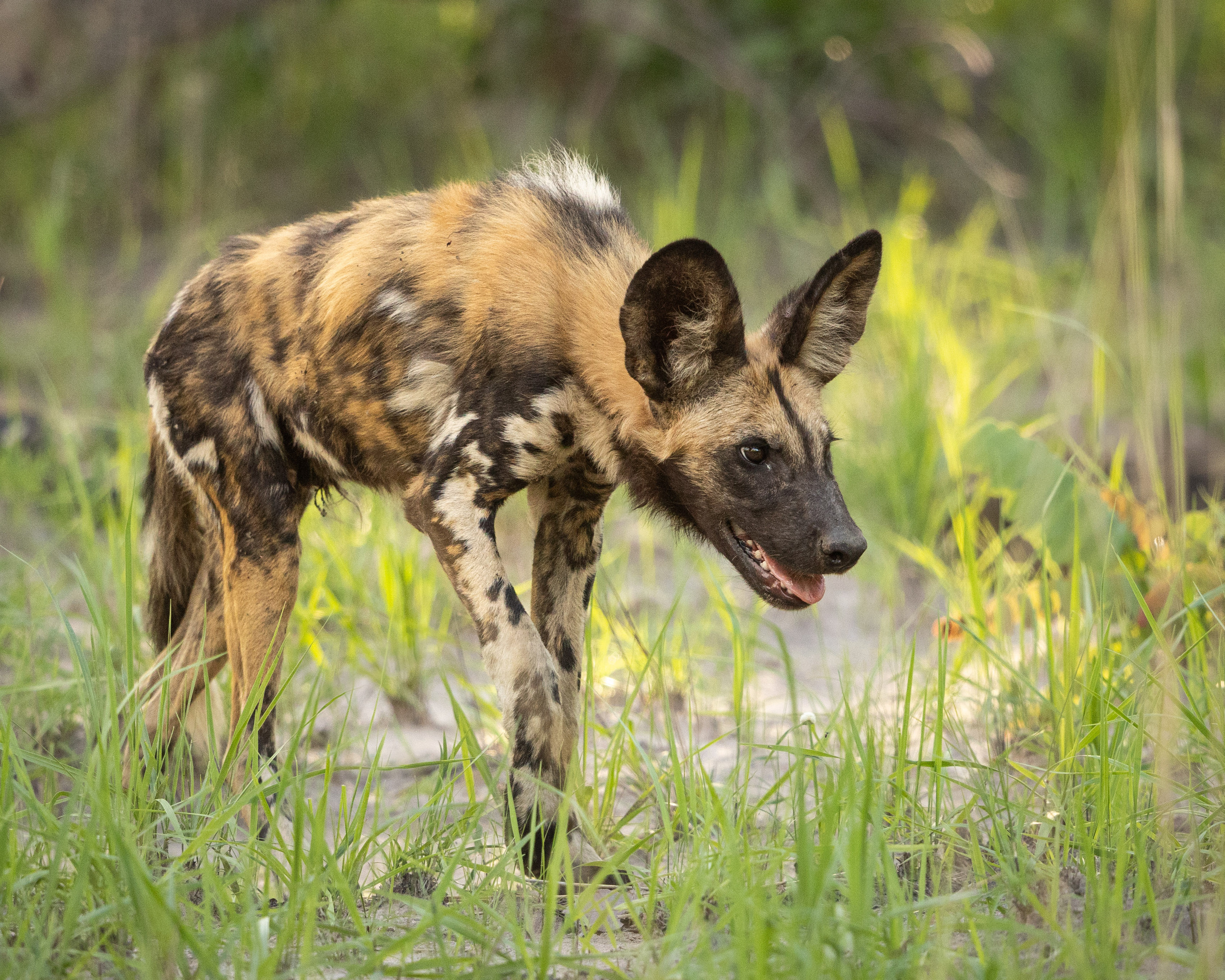 Mawimbi Bush Camp en Kafue