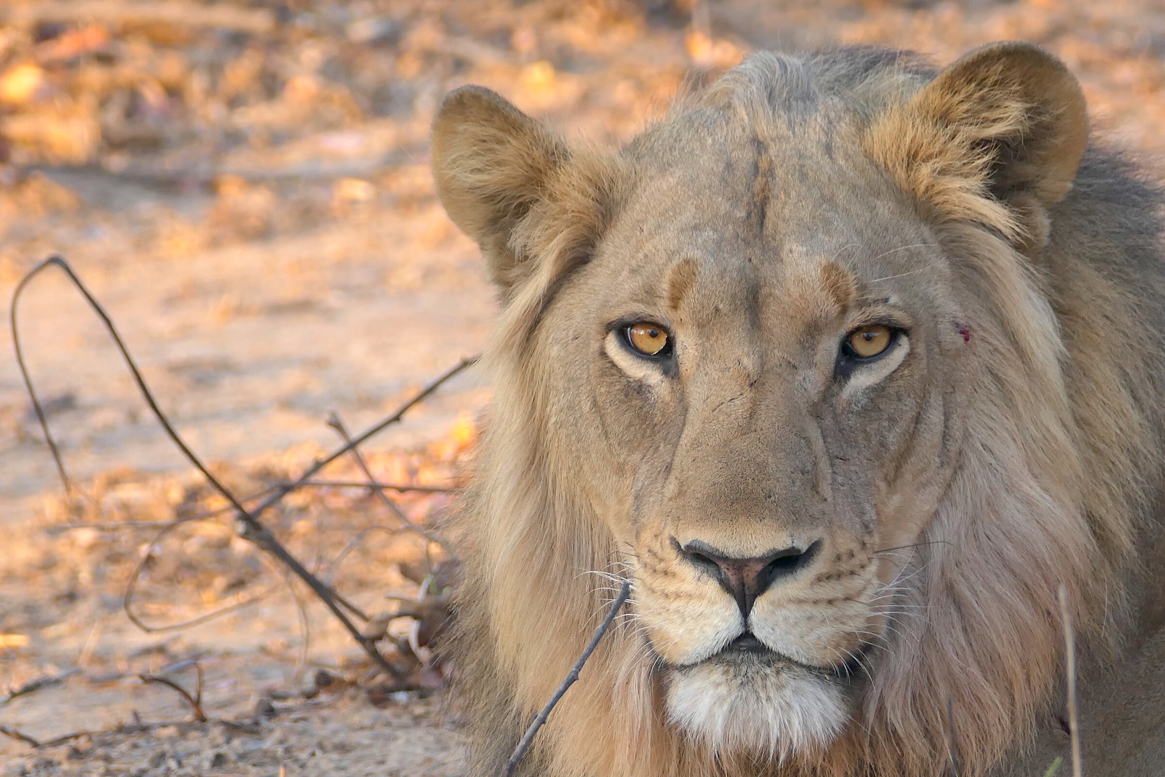 Mawimbi Bush Camp en Kafue