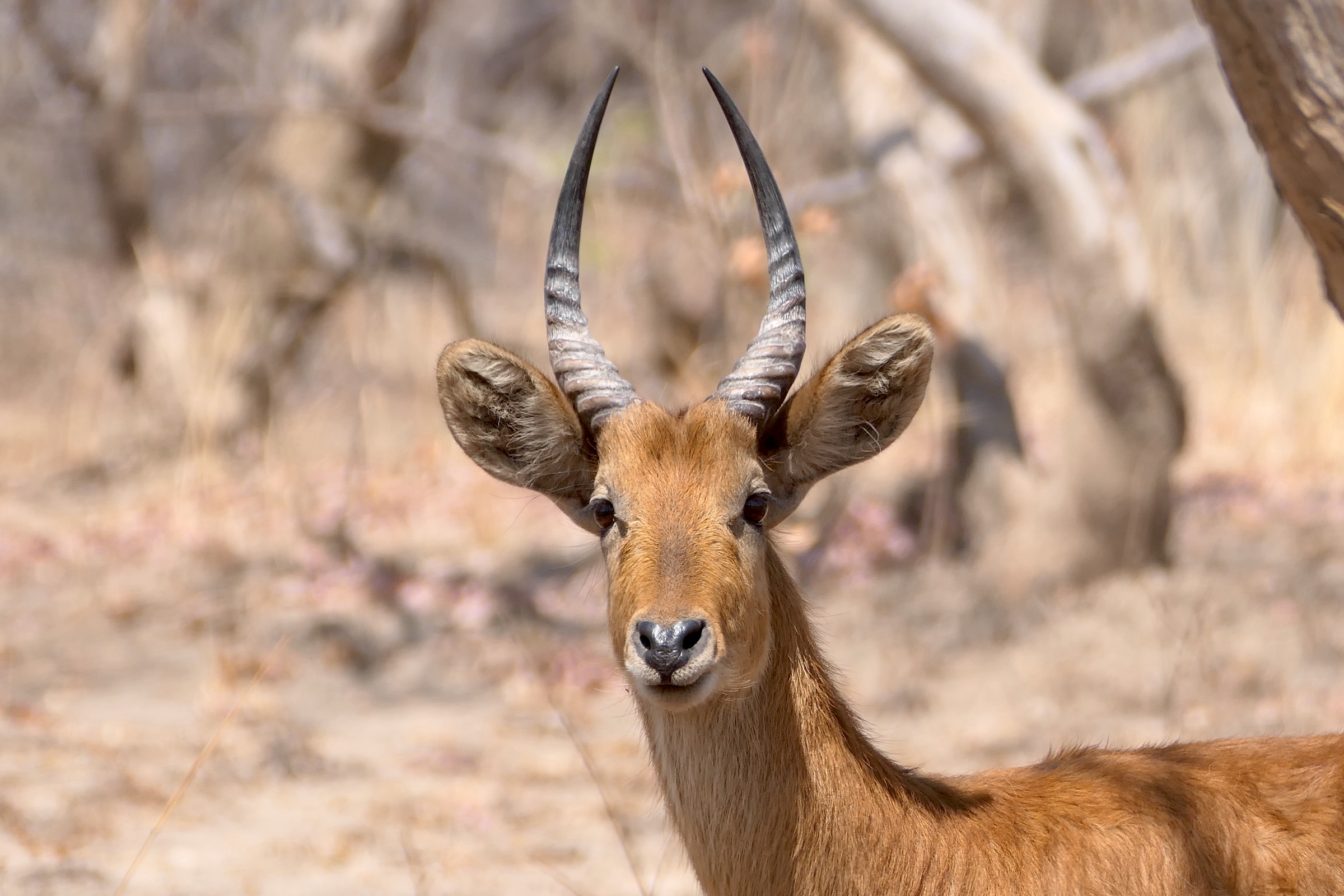 Mawimbi Bush Camp en Kafue