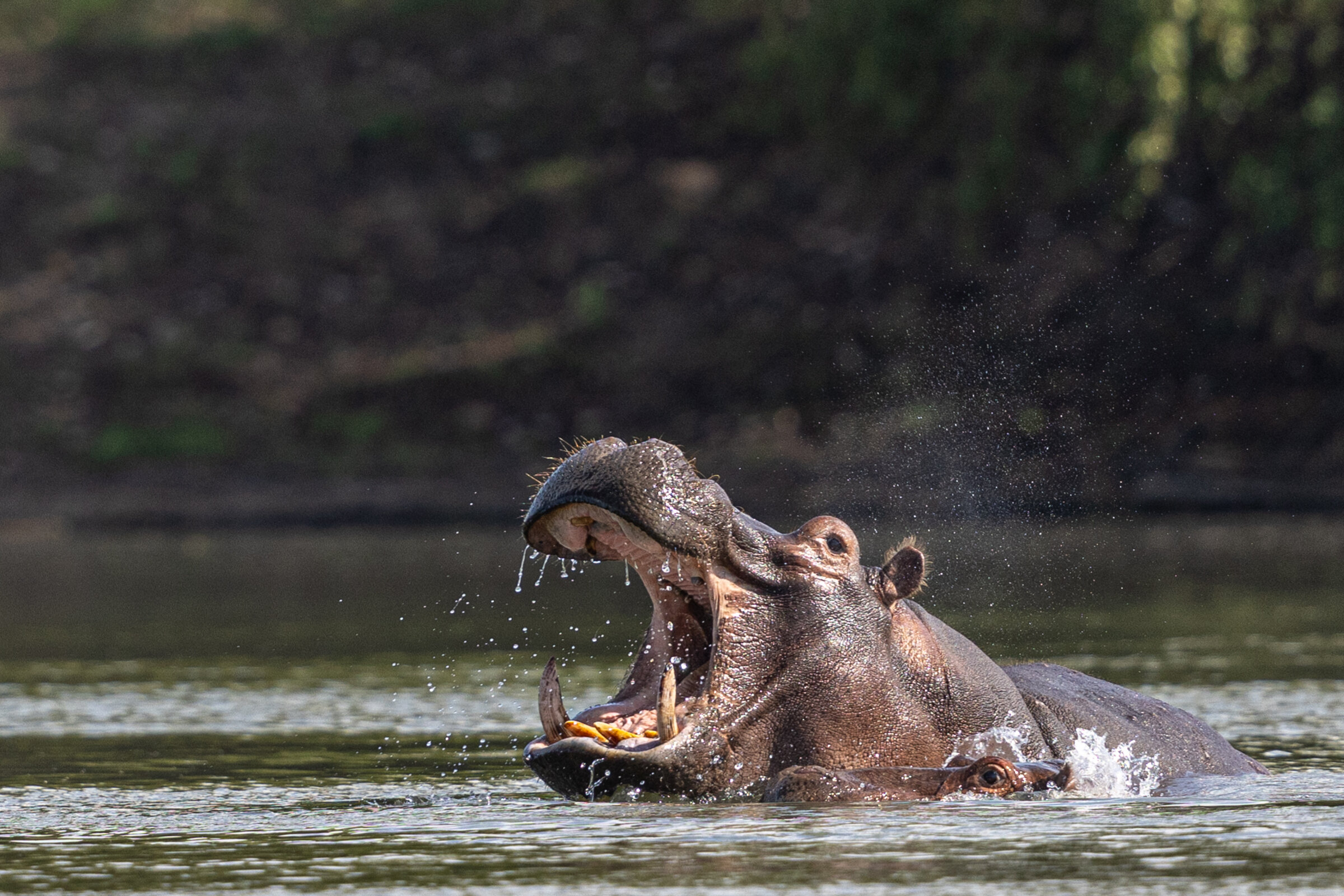 Mawimbi Bush Camp en Kafue