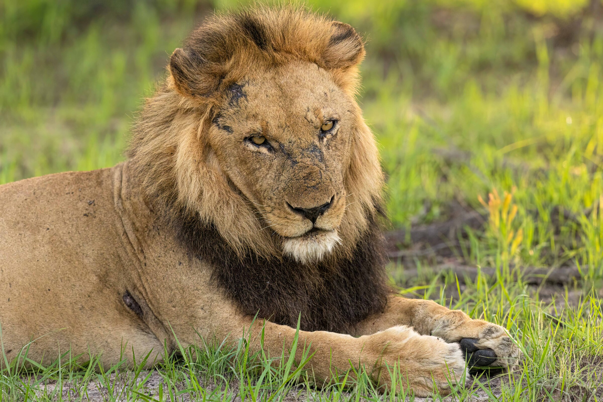 Mawimbi Bush Camp en Kafue