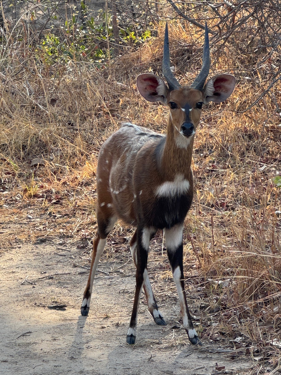 Mawimbi Bush Camp en Kafue