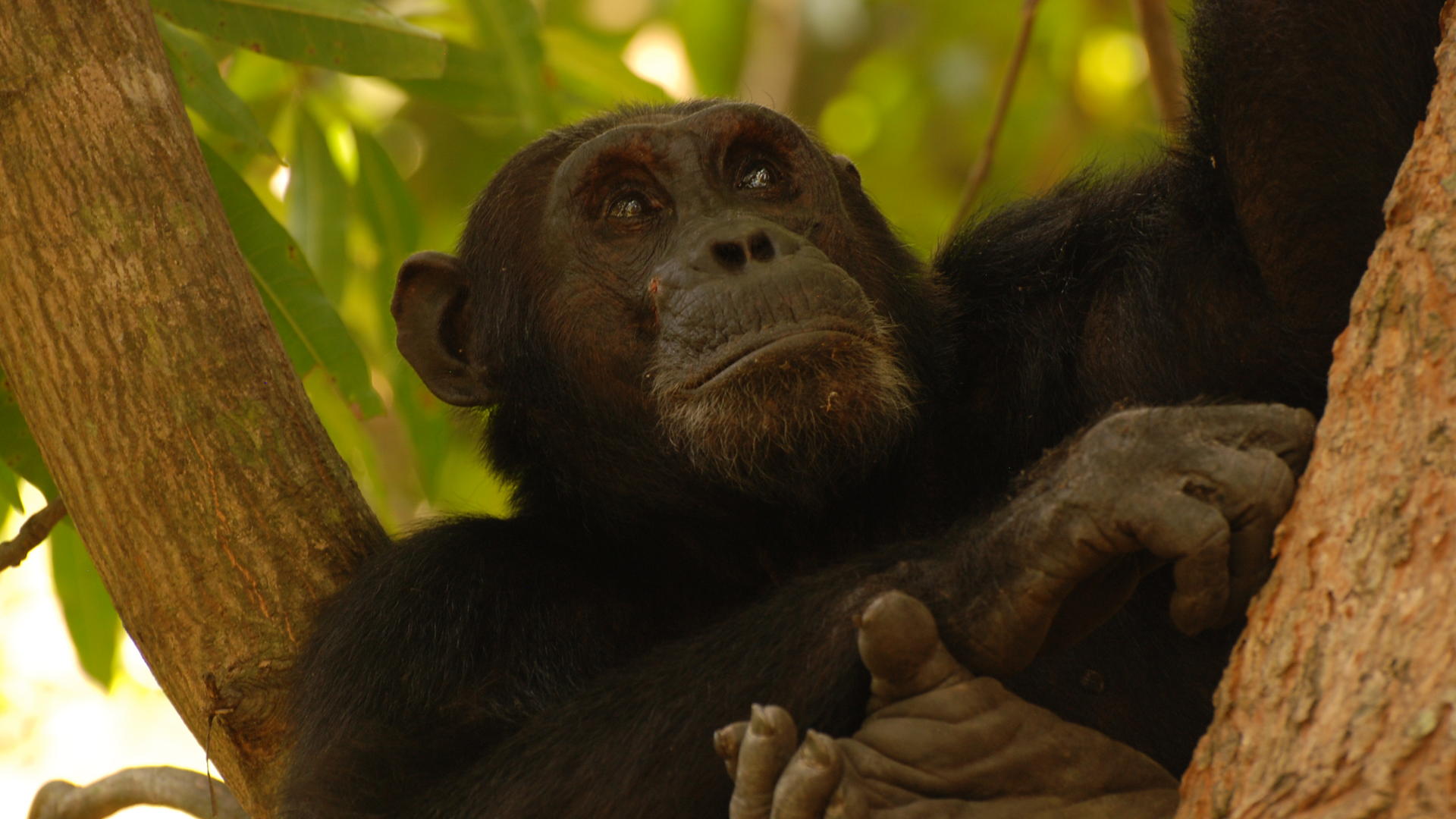 Mm gombe chimps7