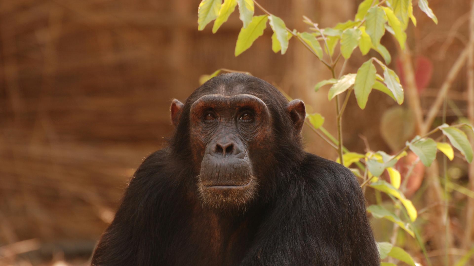 Mm gombe chimps6
