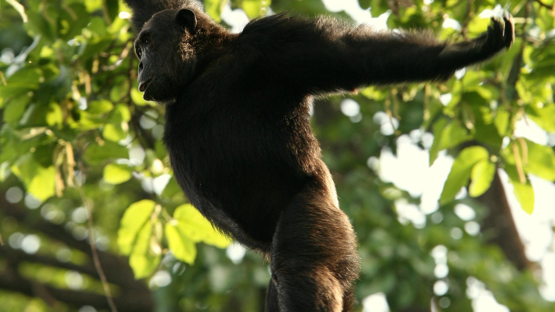 Mm gombe chimps2