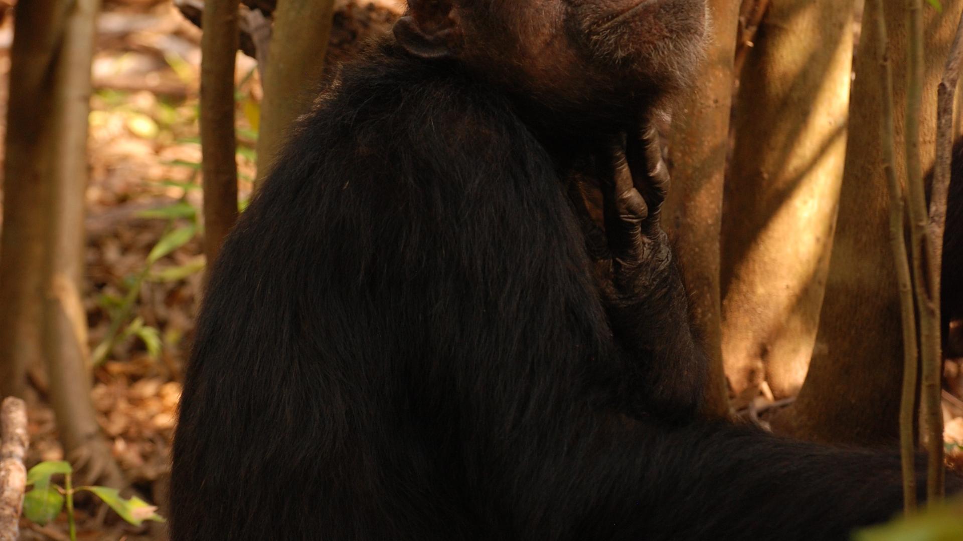 Mm gombe chimps4