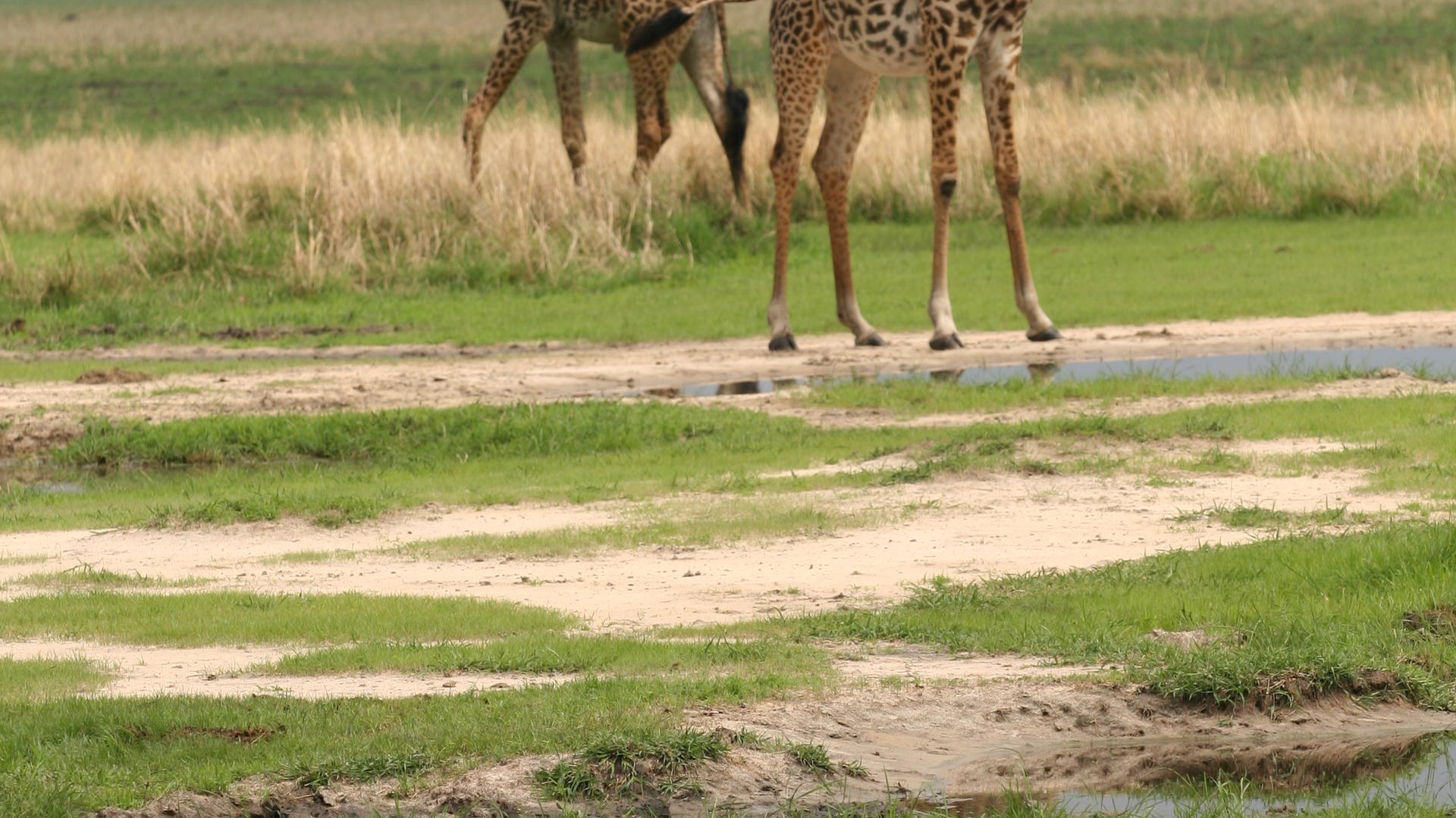 Mm katavi wildlife3