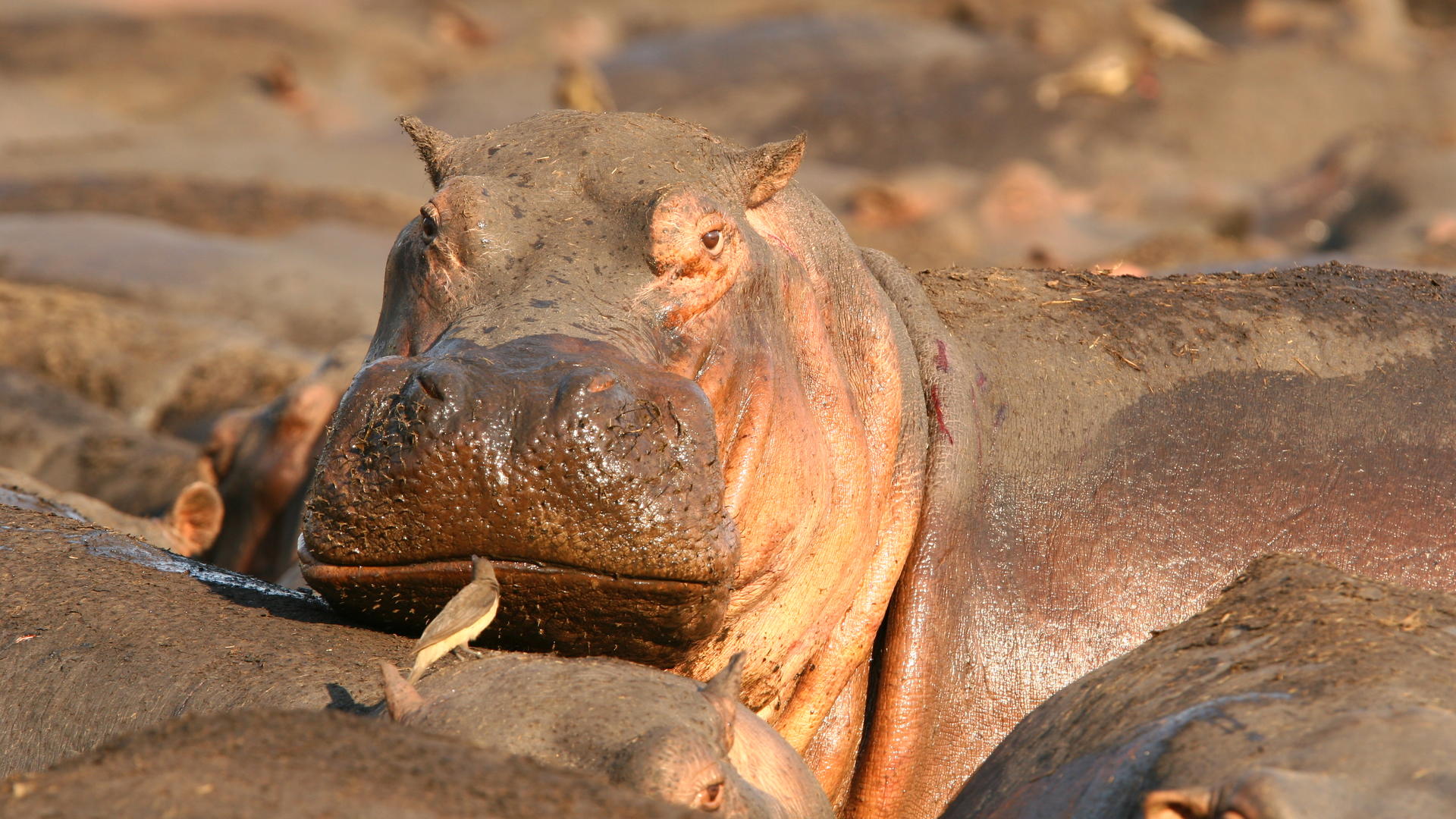Mm katavi wildlife2