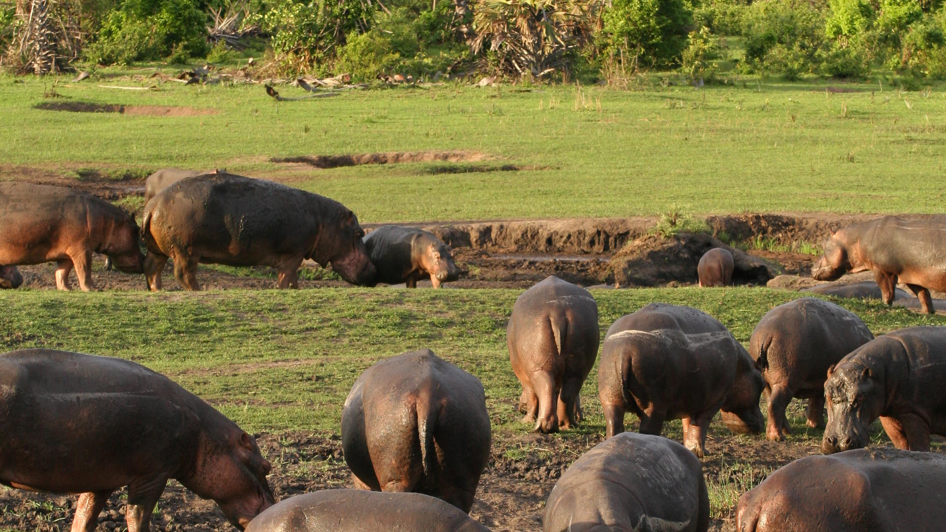 Mm katavi wildlife