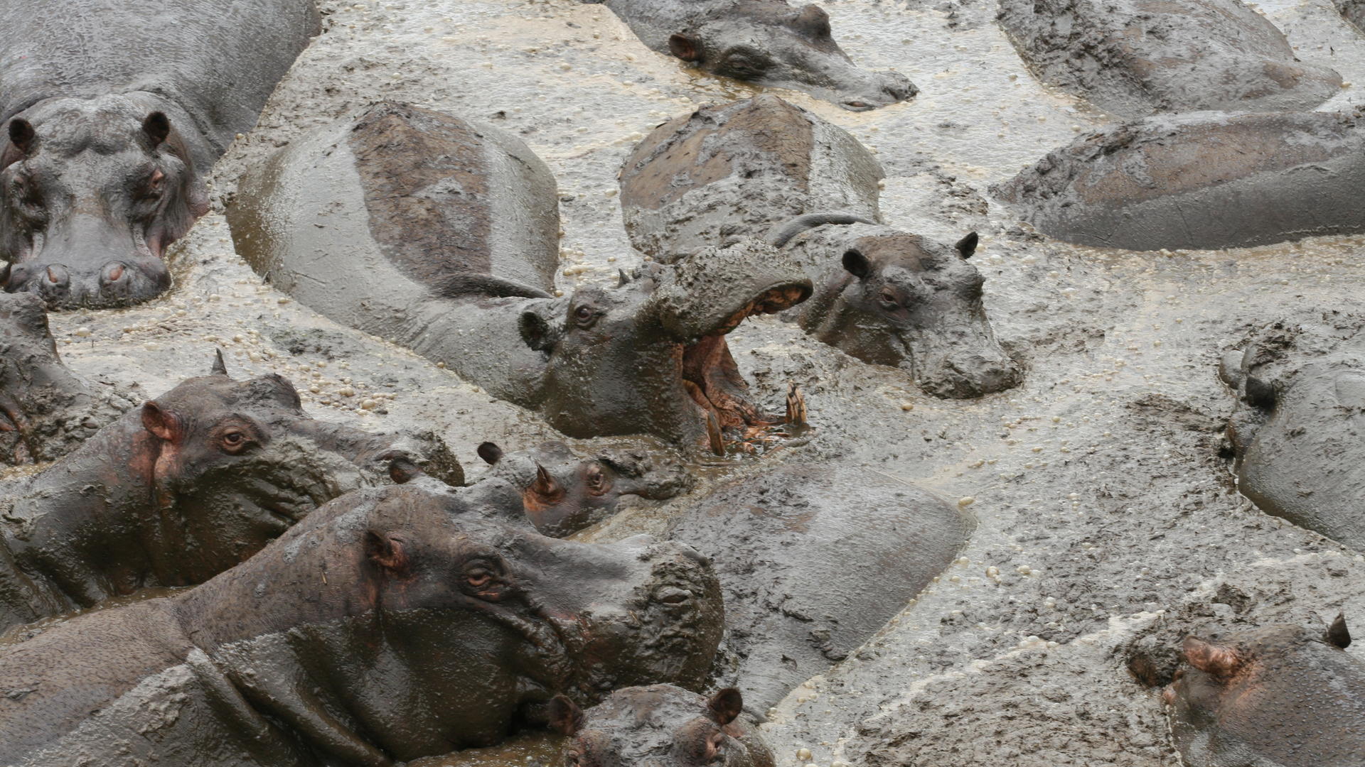 Mm katavi wildlife4
