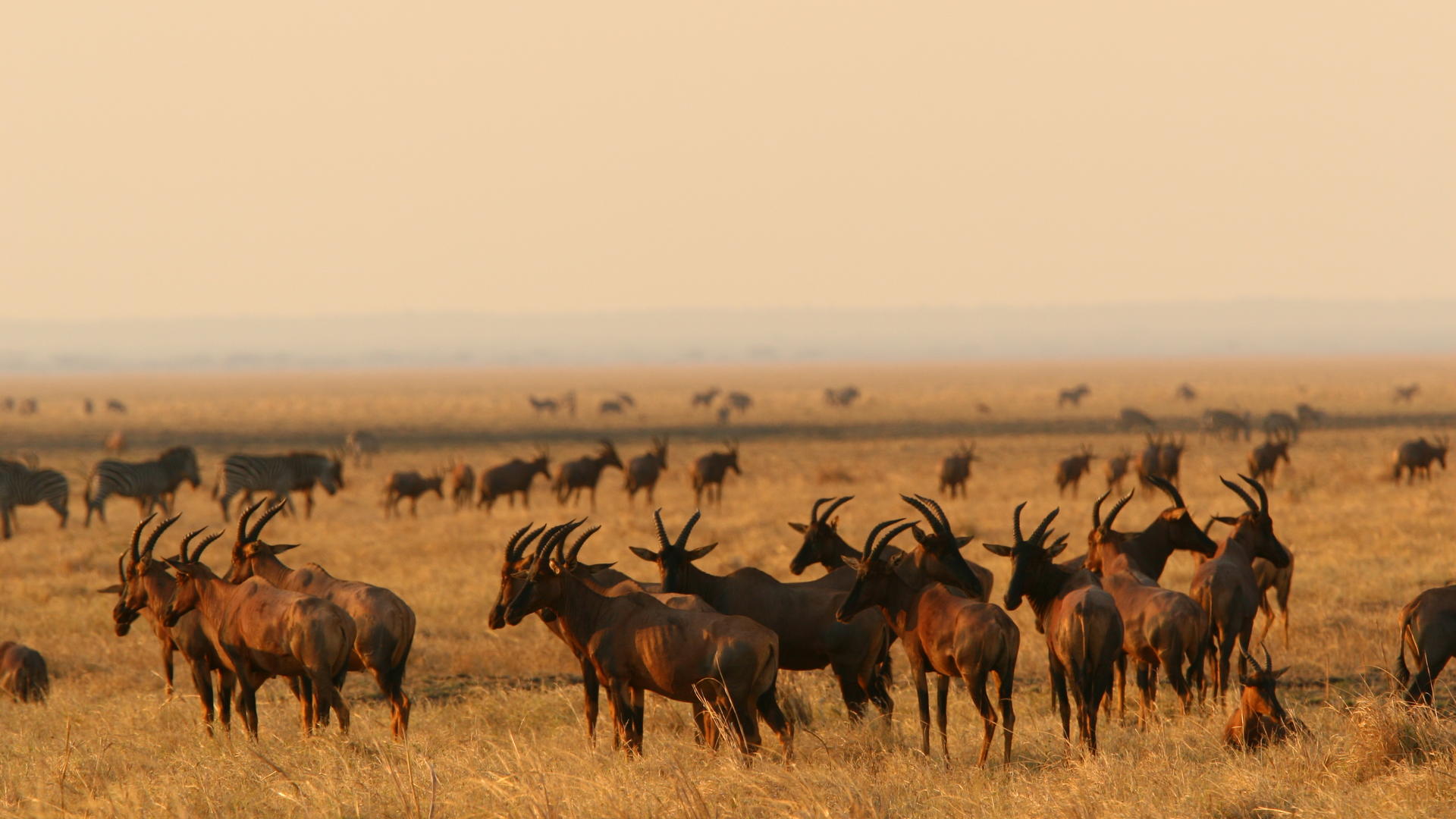 Mm katavi wildlife6