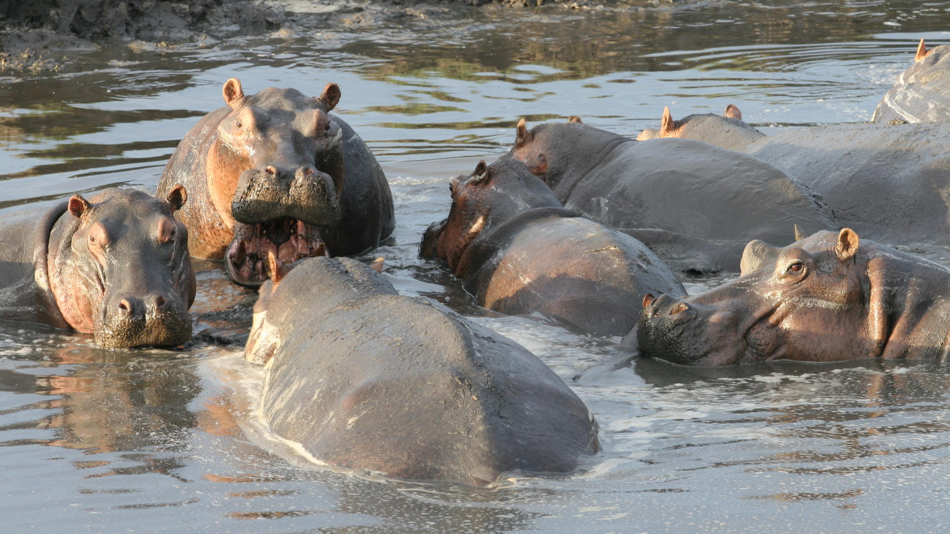 Mm katavi wildlife5
