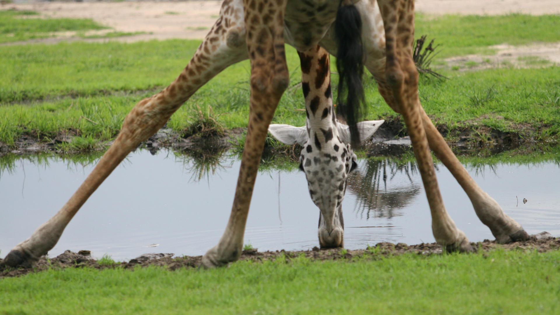 Mm katavi wildlife8