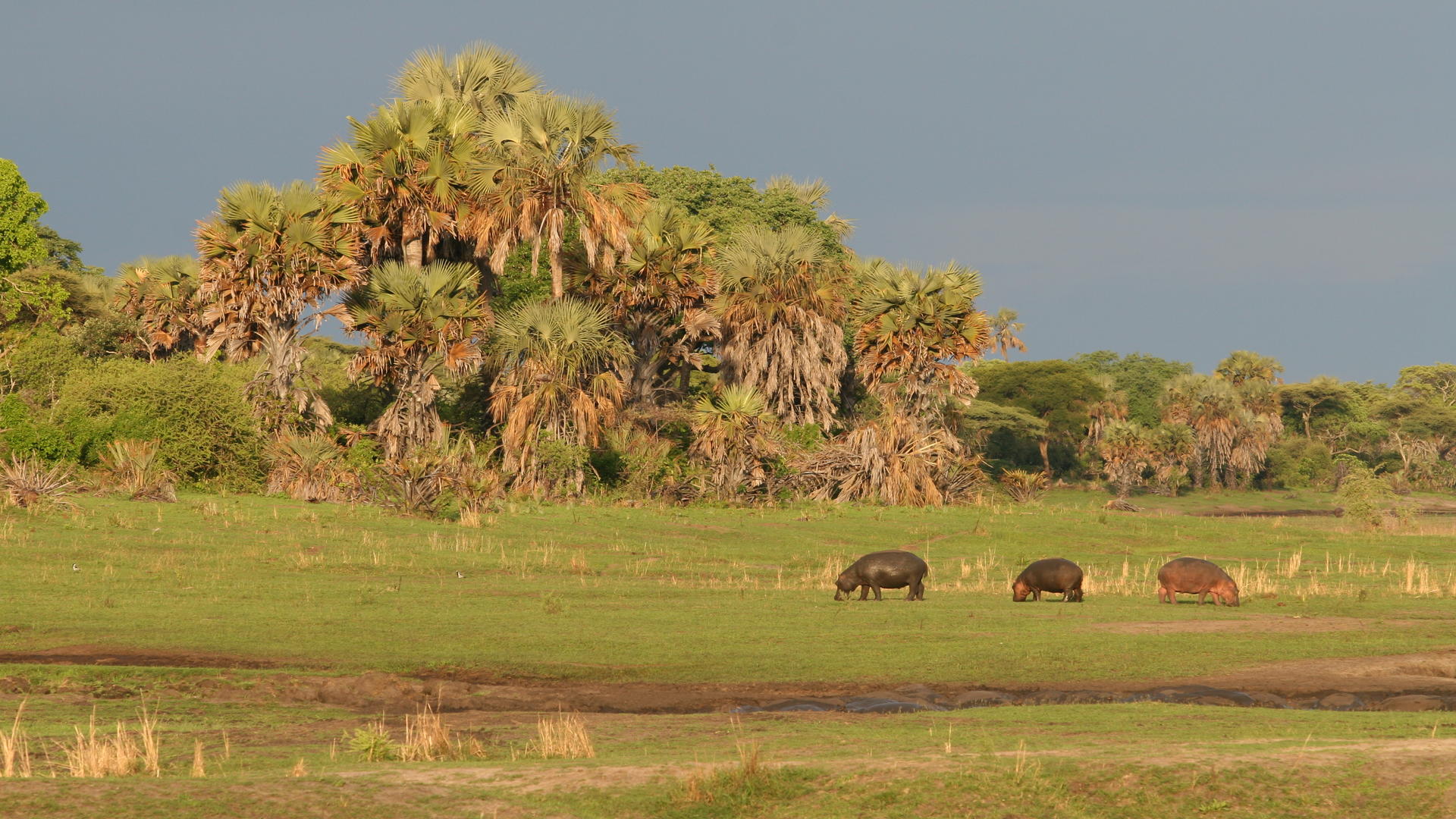 Mm katavi wildlife9