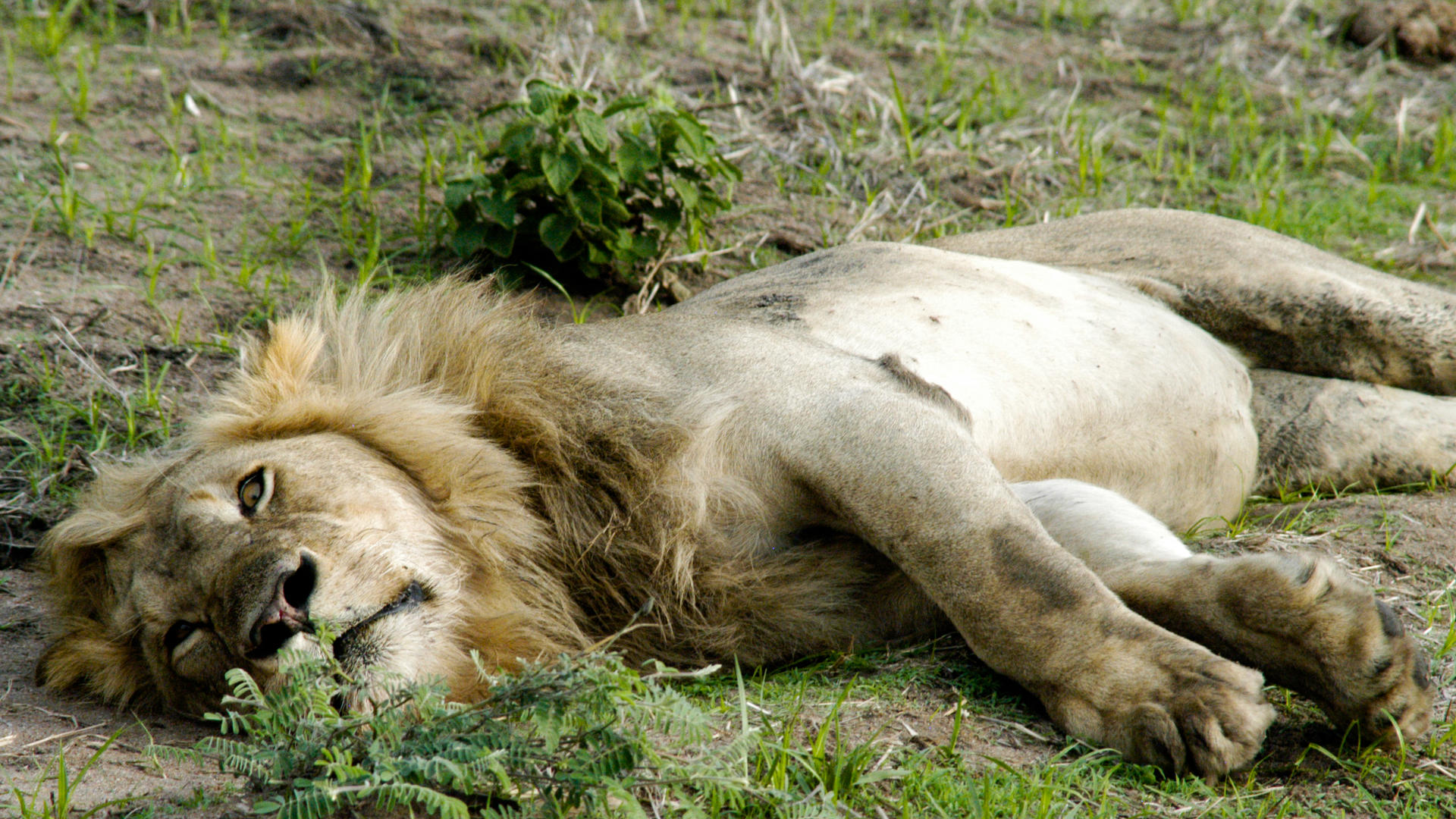 Mm katavi wildlife10