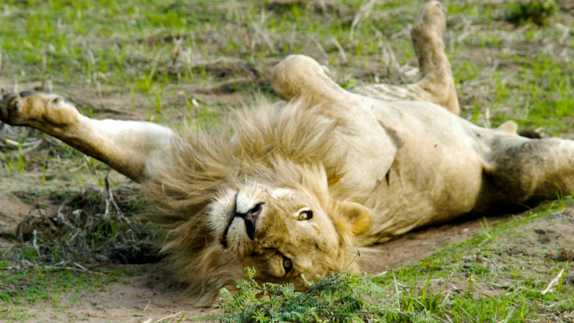 Mm katavi wildlife11