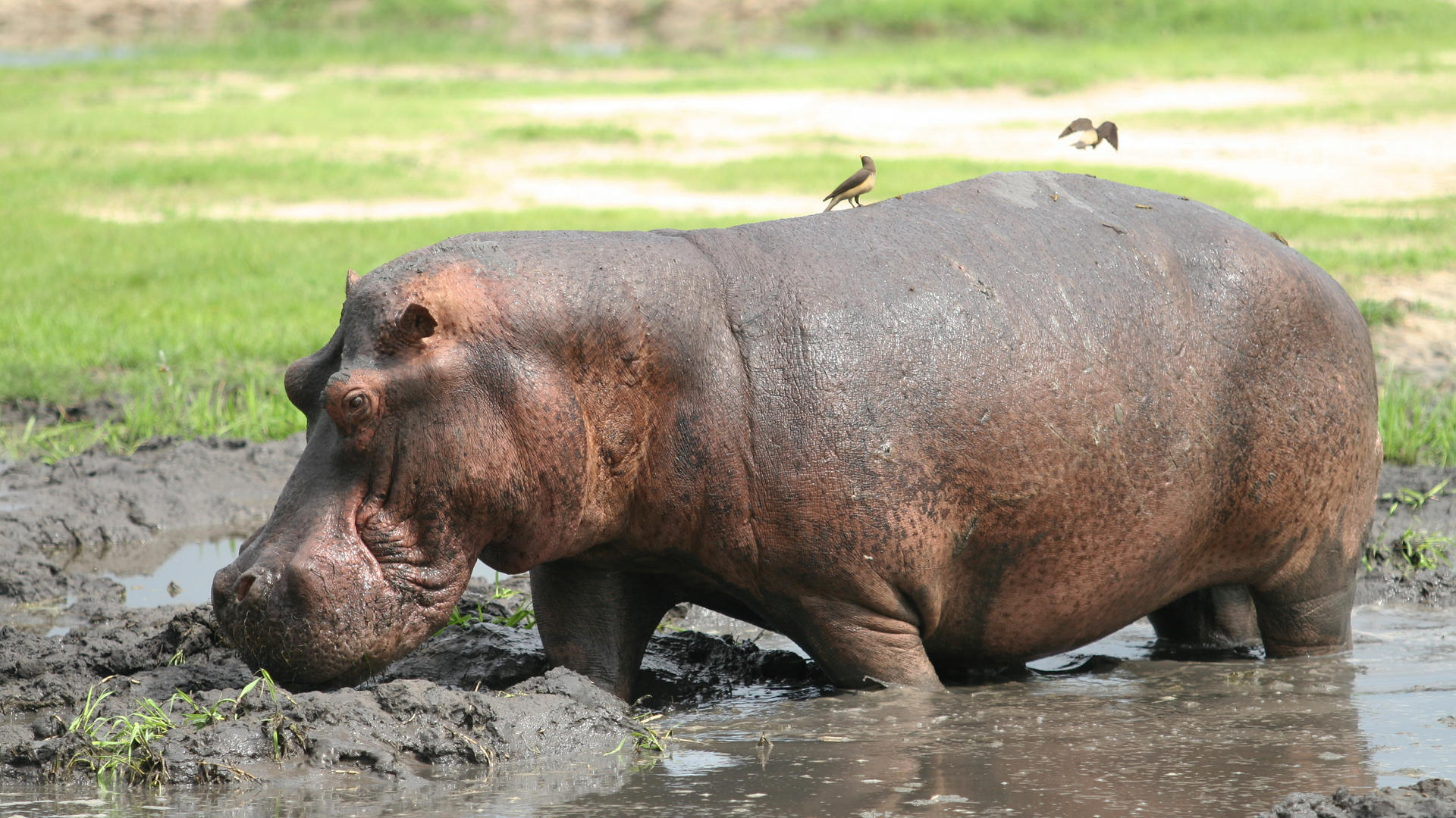 Mm katavi wildlife12