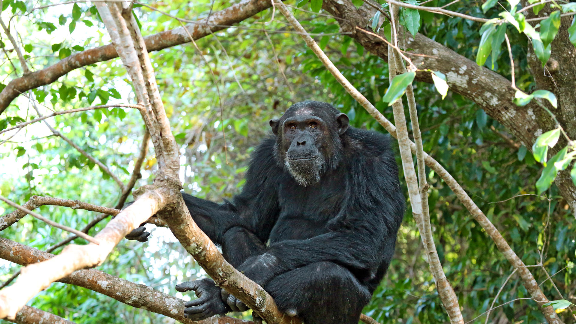 Mm mahale chimps